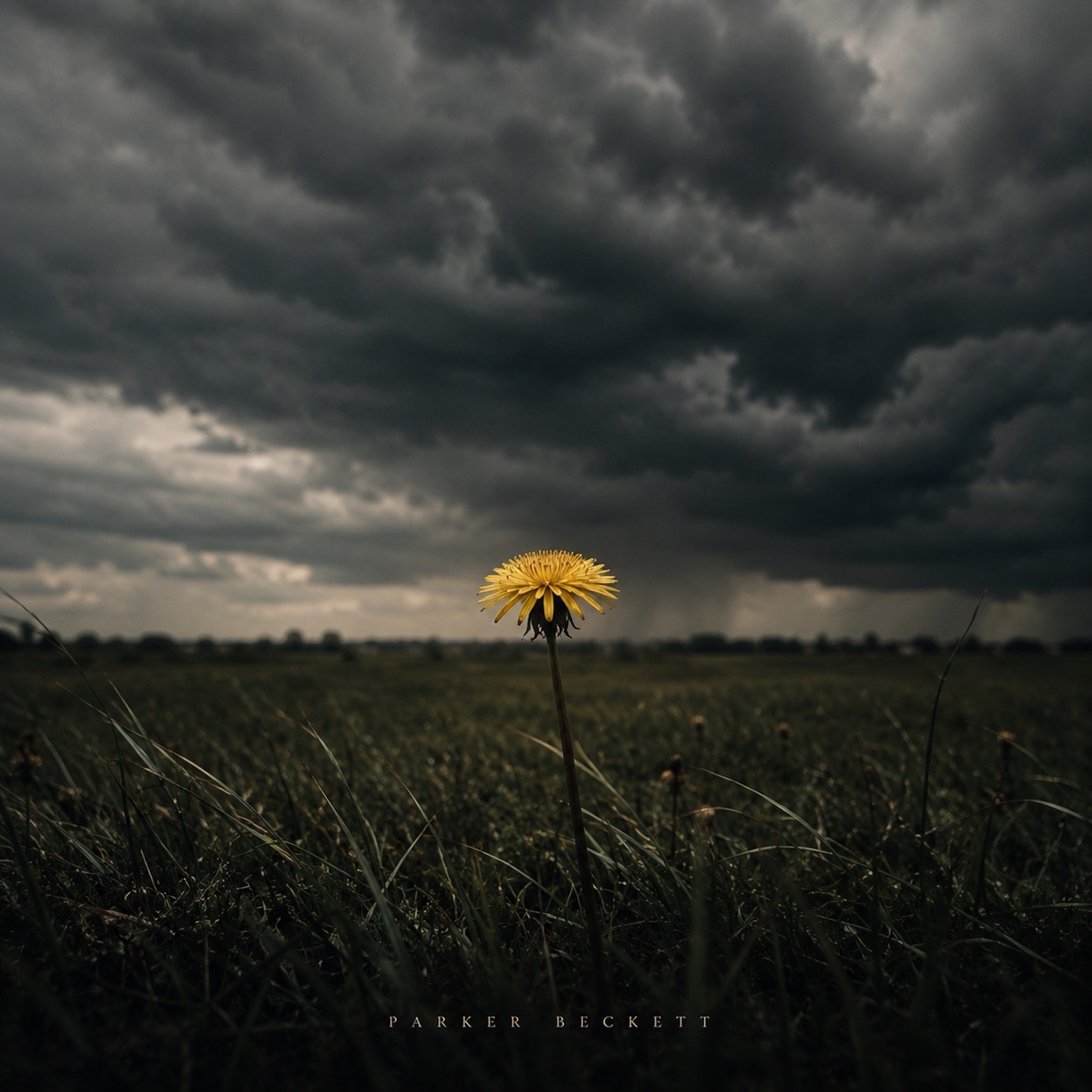 A single dandelion beneath a storm